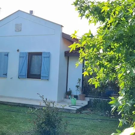 Daki Eviniz Mese Agaci *