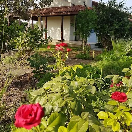Villa Daki Eviniz Mese Agaci