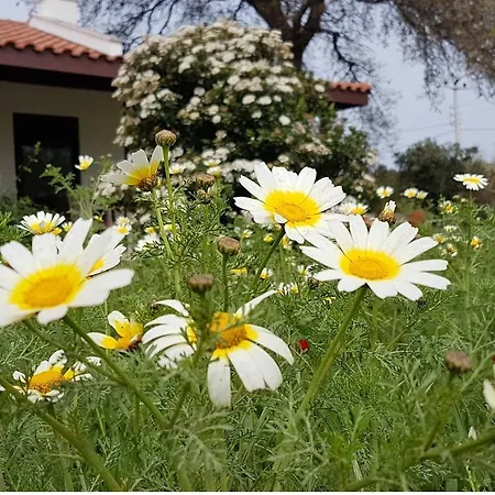 Daki Eviniz Mese Agaci Villa